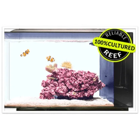 Biota Beginner Saltwater Aquarium Kit (13.5 GAL) - Biota